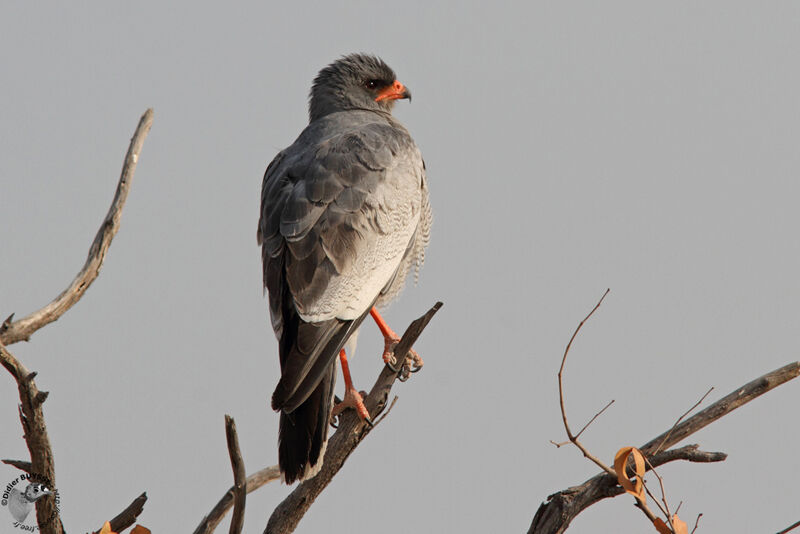 Pale Chanting Goshawkadult, identification