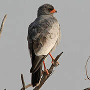 Pale Chanting Goshawk