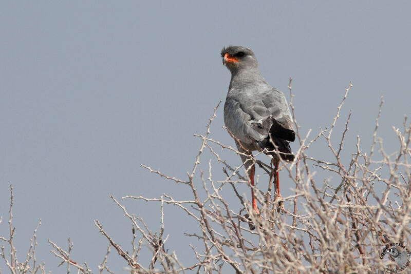 Pale Chanting Goshawkadult, identification