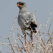 Pale Chanting Goshawk