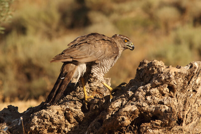 Eurasian Goshawk