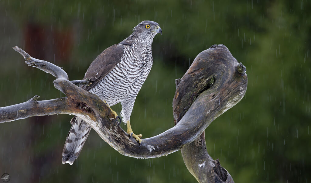 Eurasian Goshawk