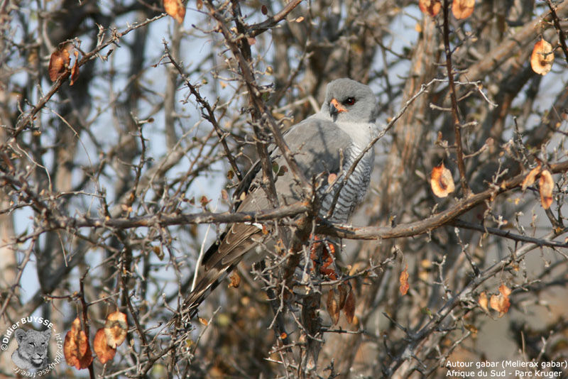 Gabar Goshawk male adult