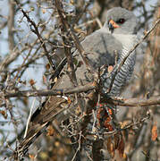 Gabar Goshawk