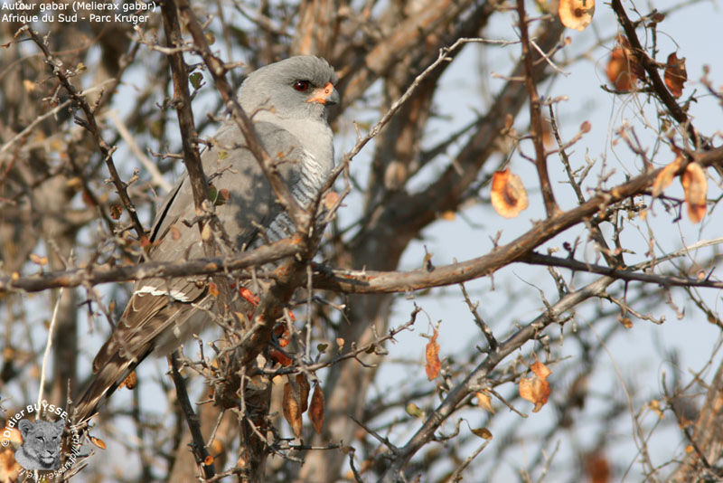 Gabar Goshawk male adult