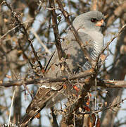 Gabar Goshawk