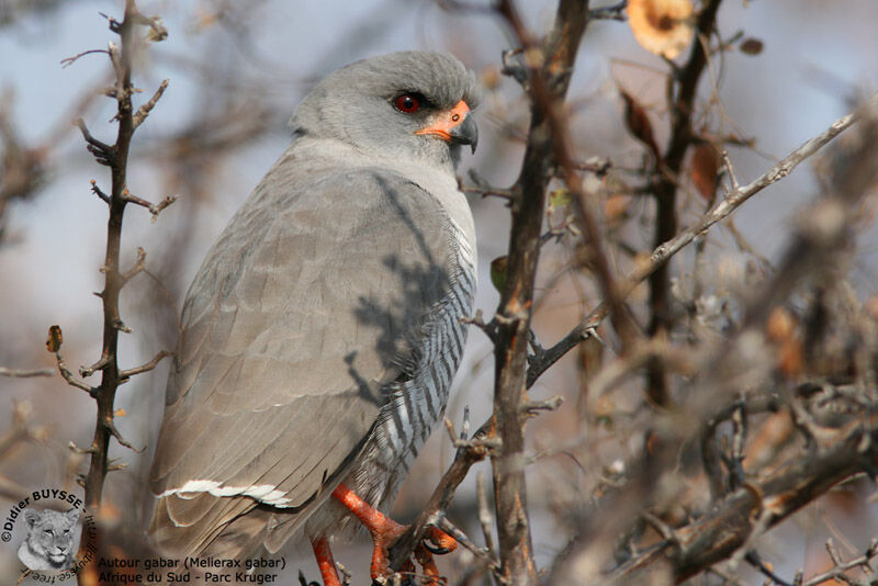 Gabar Goshawk male adult