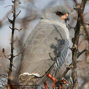 Gabar Goshawk