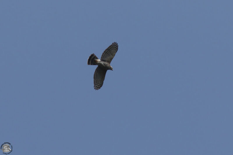 Crested Goshawkadult, Flight