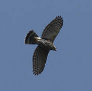 Crested Goshawk