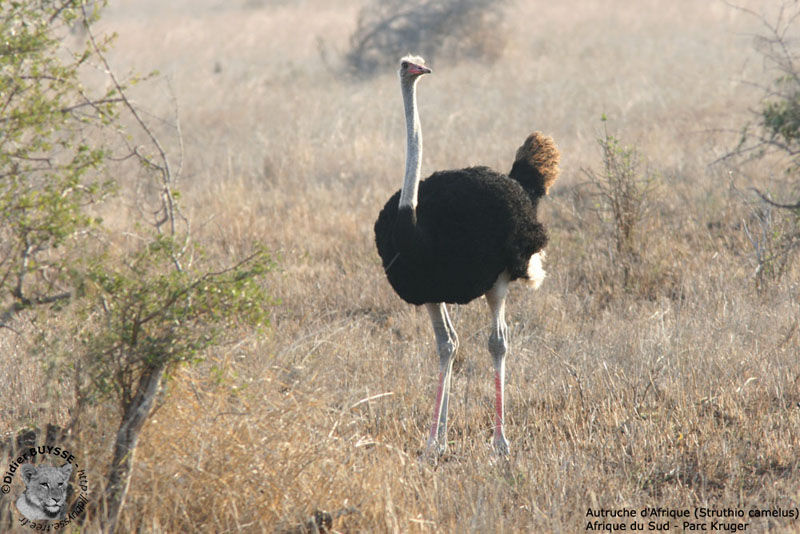 Common Ostrich male adult