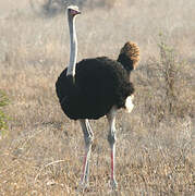 Common Ostrich