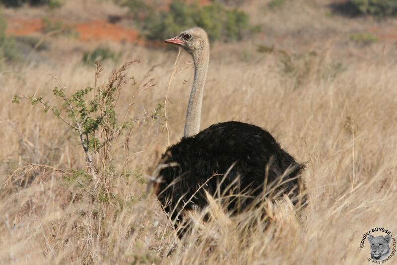 Common Ostrich male adult, identification