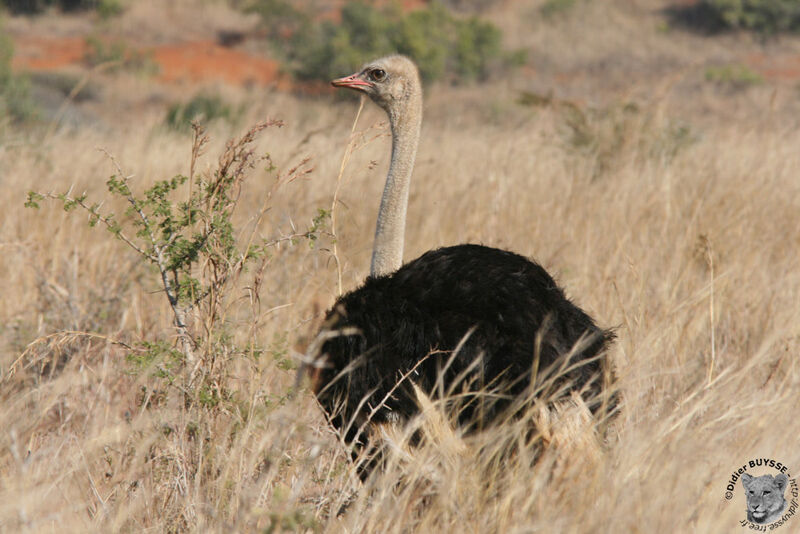 Autruche d'Afrique mâle adulte, identification