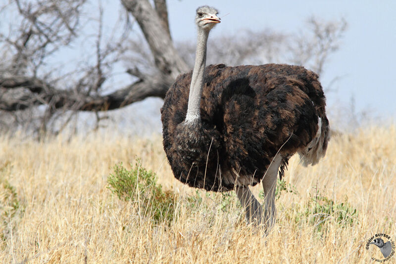 Common Ostrich male immature, identification