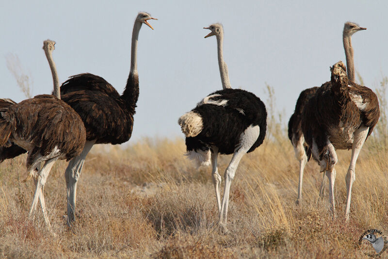 Autruche d'Afrique, identification, Comportement