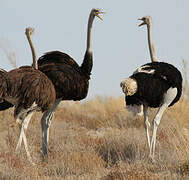 Common Ostrich