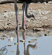 Common Ostrich