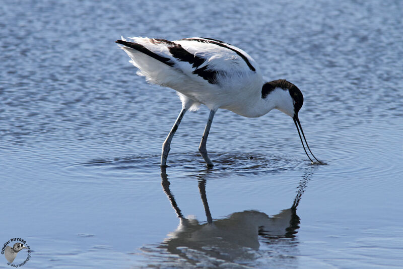 Avocette éléganteadulte, identification, Comportement