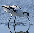 Avocette élégante