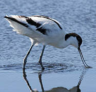 Avocette élégante