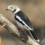 White-crested Helmetshrike