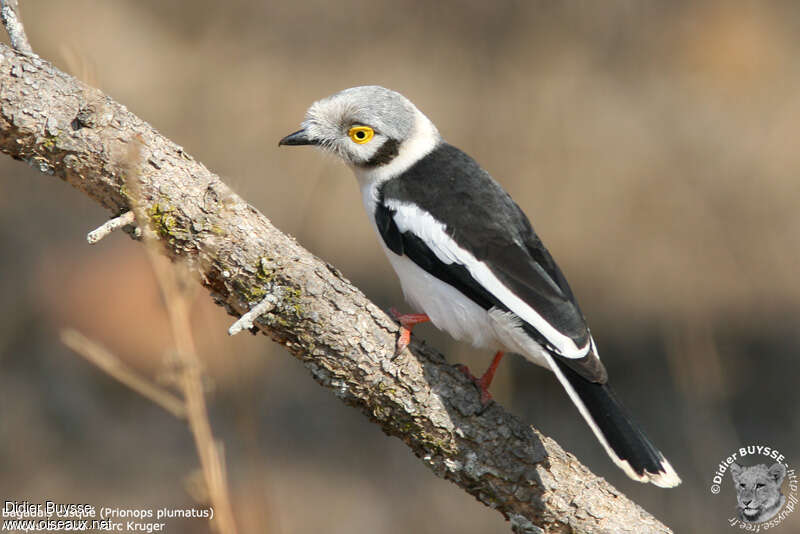 White-crested Helmetshrikeadult, habitat