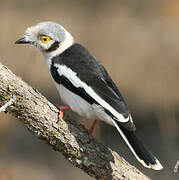 White-crested Helmetshrike