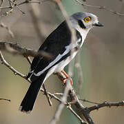 White-crested Helmetshrike