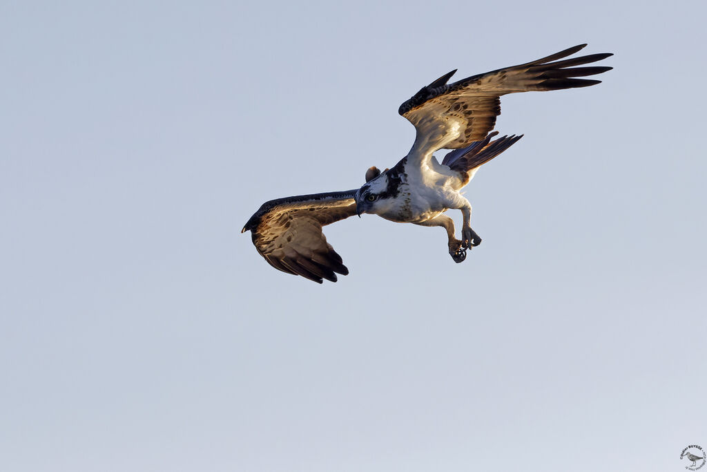 Ospreyadult, Flight