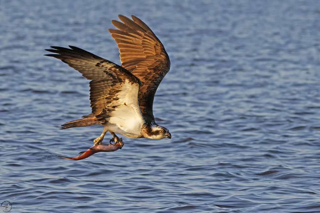 Ospreyadult, Flight, fishing/hunting