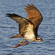 Balbuzard pêcheur