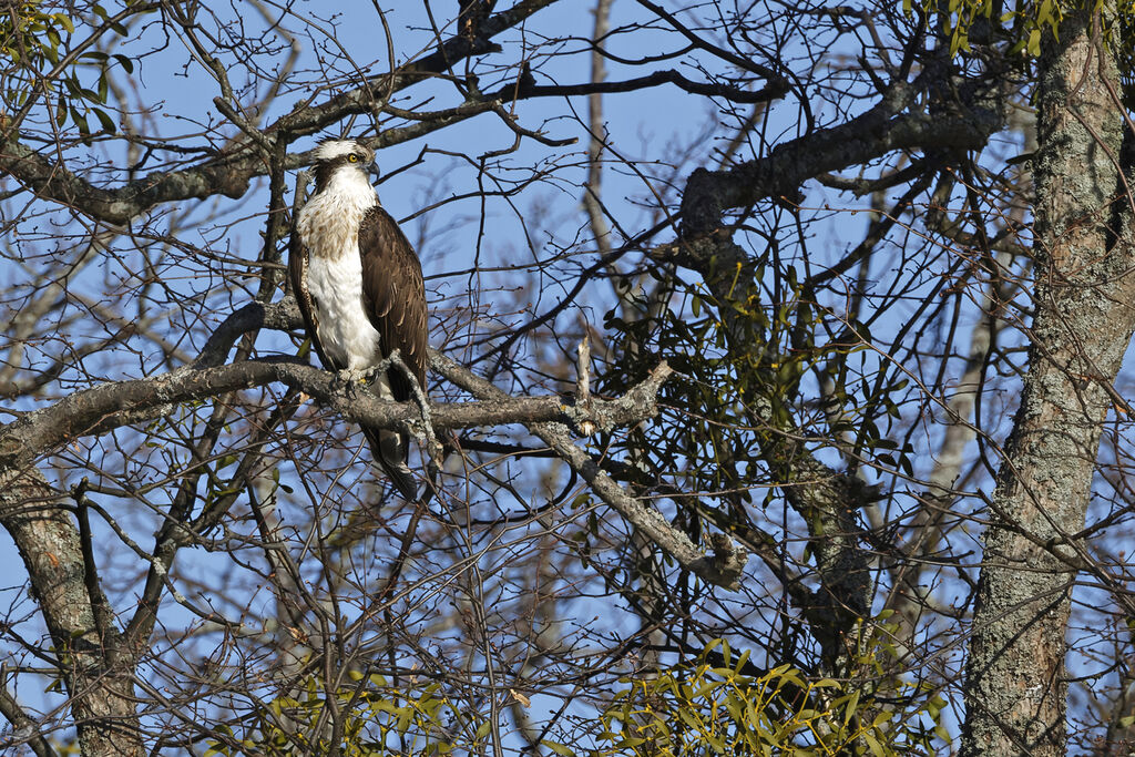 Ospreyadult