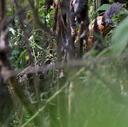 Chinese Bamboo Partridge