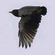 Swallow-winged Puffbird