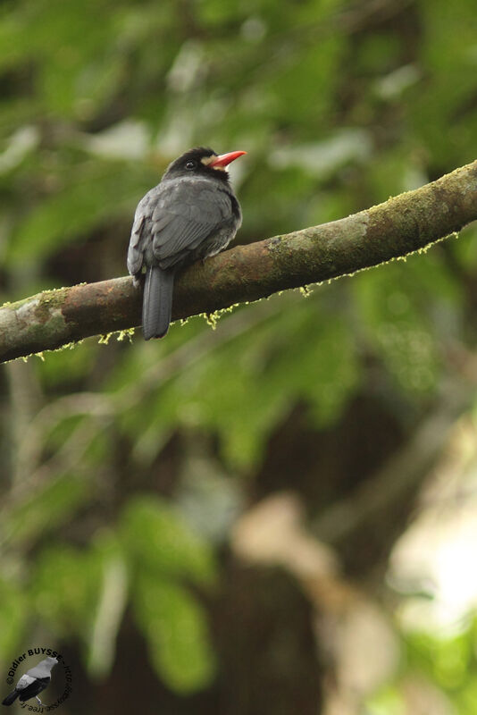 White-fronted Nunbirdadult