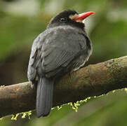 White-fronted Nunbird