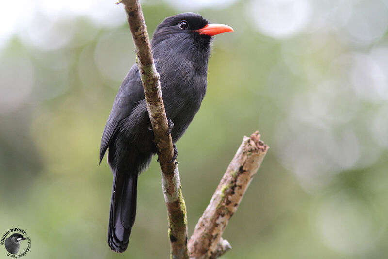 Black-fronted Nunbirdadult, identification