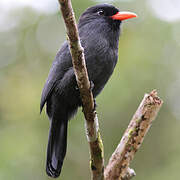 Black-fronted Nunbird