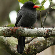 Black-fronted Nunbird