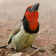 Black-collared Barbet