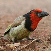 Black-collared Barbet