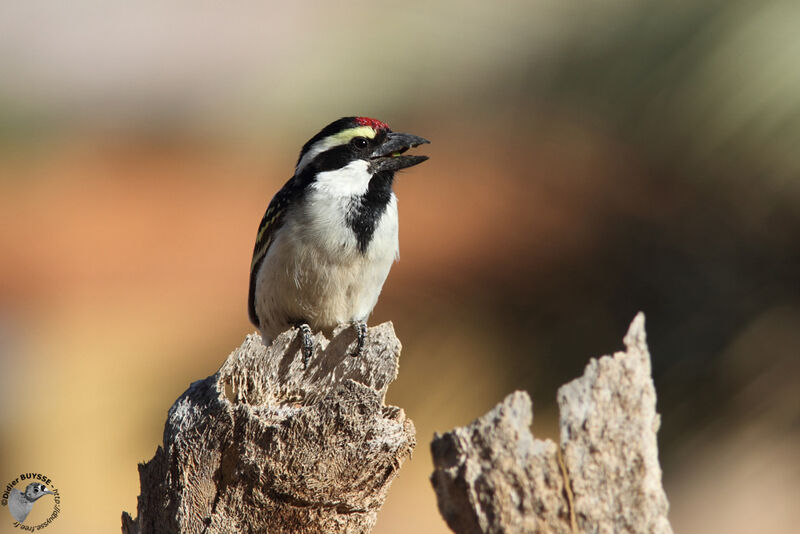 Acacia Pied Barbetadult, identification