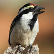 Acacia Pied Barbet