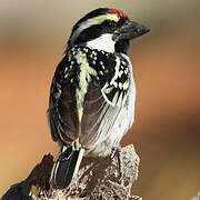 Acacia Pied Barbet