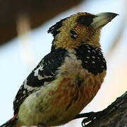 Crested Barbet