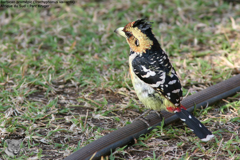 Crested Barbet