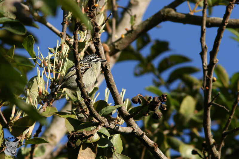 Yellow-fronted Tinkerbird, identification