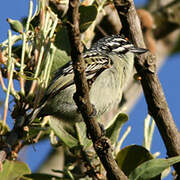 Yellow-fronted Tinkerbird