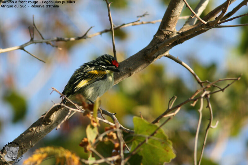 Red-fronted Tinkerbird